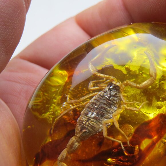 Fossil Amber Museum - Picture 4 of 5